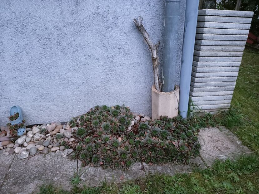 Img.2024.11.02 - A doua grădină 2