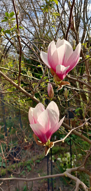  - 2025 - 01 - Primavara