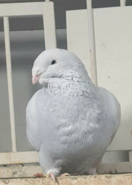 M 2024 ALBATROS  - Top ten 2024