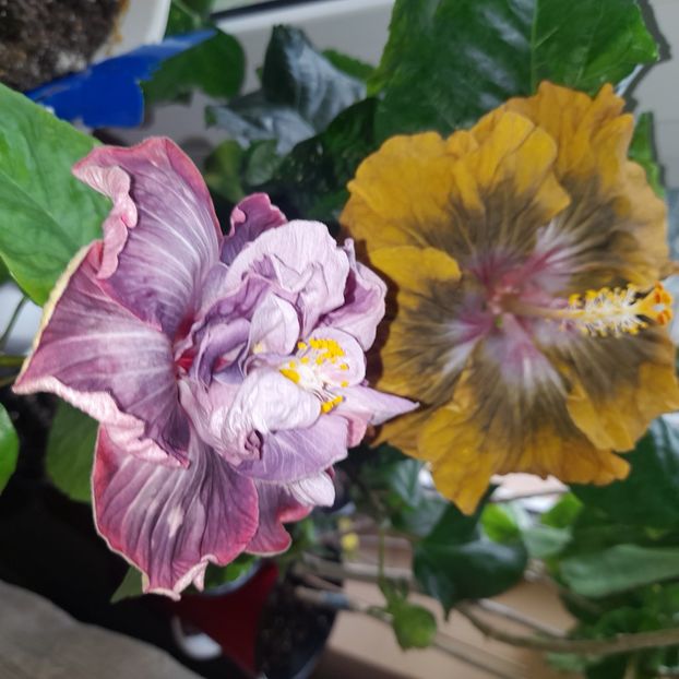  - HD 2635-HD Princess Letizia