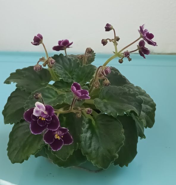  - Mac s Glacial Grape