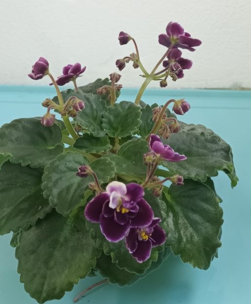  - Mac s Glacial Grape