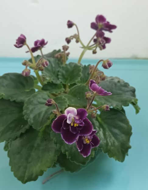  - Mac s Glacial Grape