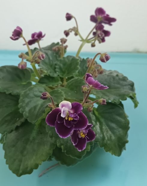  - Mac s Glacial Grape