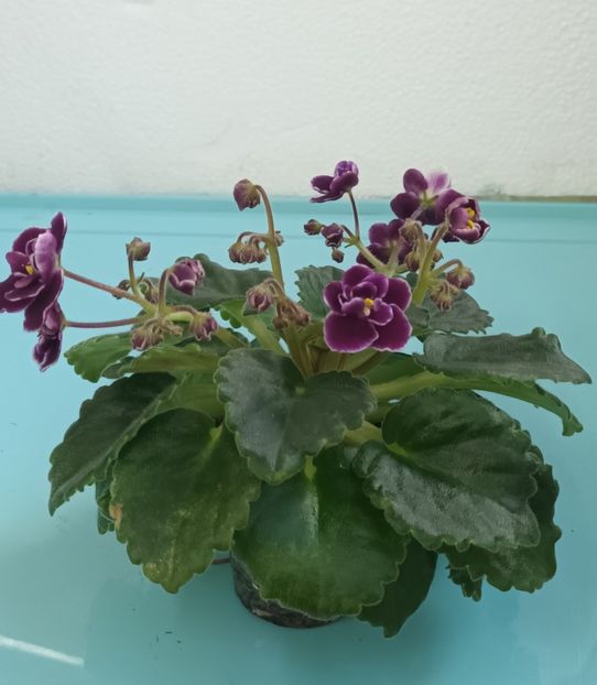  - Mac s Glacial Grape