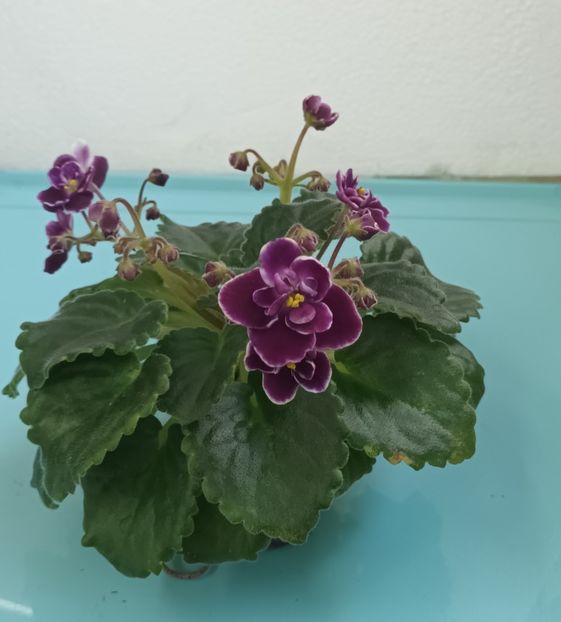  - Mac s Glacial Grape