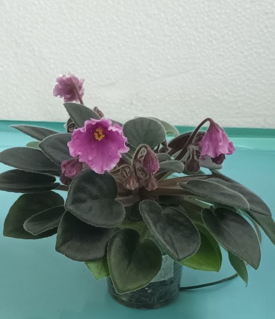  - Alan s White Feather sport