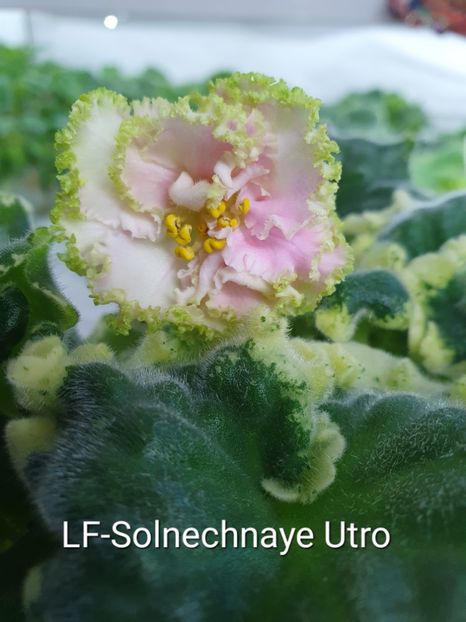 LF-Solnechnaye Utro - Violete de colecție