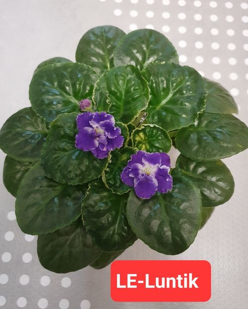 LE-Lunyik - Violete de colecție