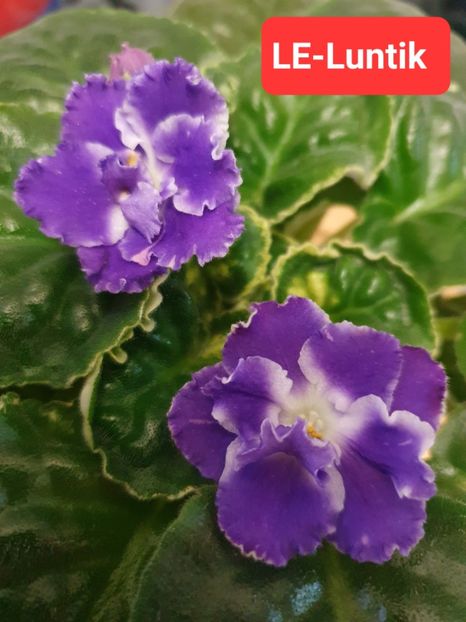 LE-Luntik - Violete de colecție