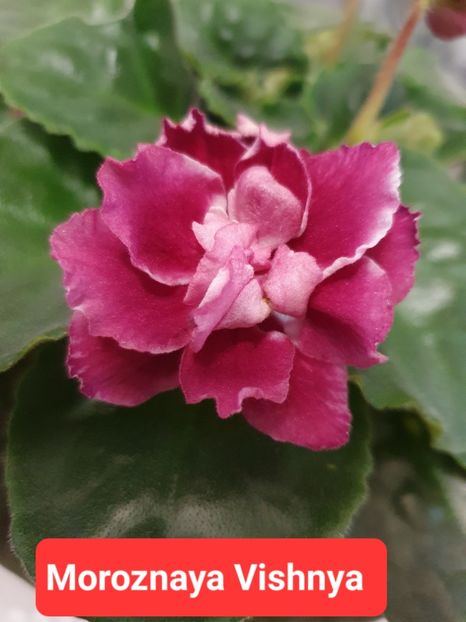 MOROZNAYA Vishnya - Violete de colecție