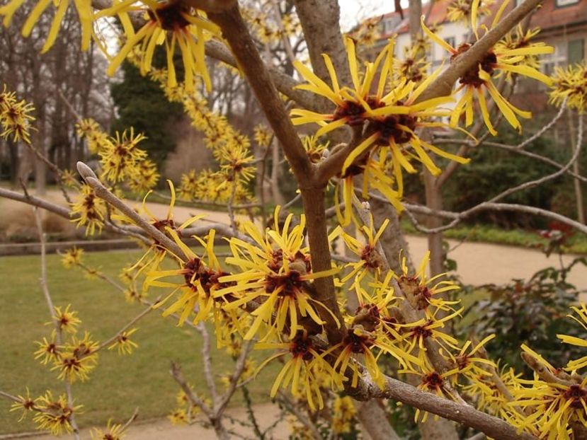 hamamelis-virginiana - Noutăți 2025