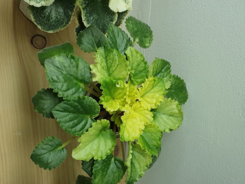 Red Sun Rising - Violete de colecție