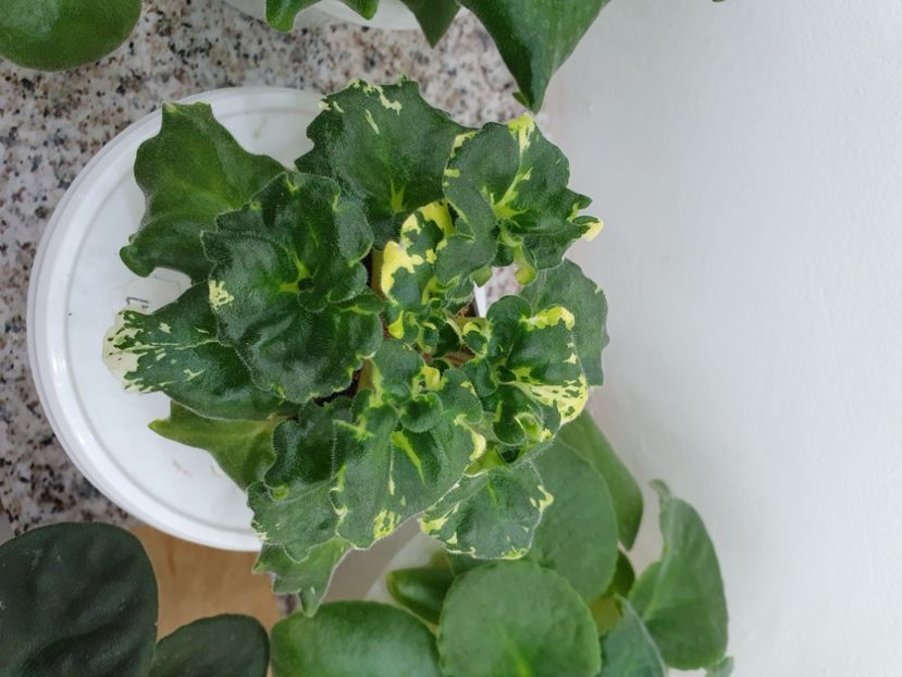 LE-Praga - Violete de colecție