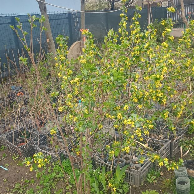  - arbori ornamentali 2025