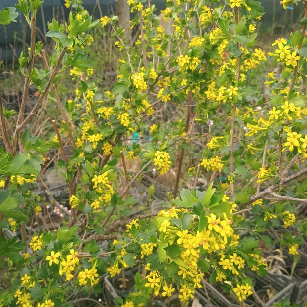 ribes aureum - arbori ornamentali 2025