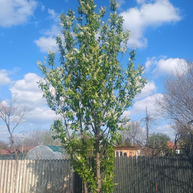 malin - arbori ornamentali 2025