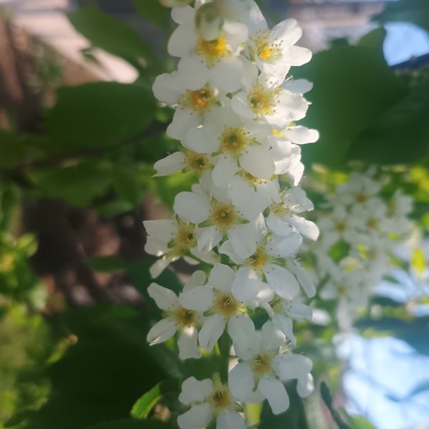  - arbori ornamentali 2025