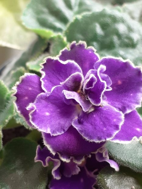 20250408_152417(0) - VIOLETE