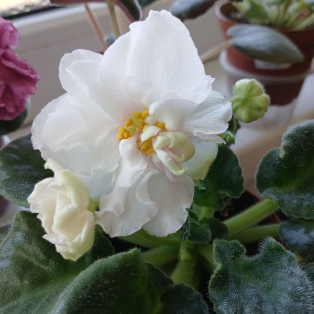  - Ek-Pearl Marshmallow