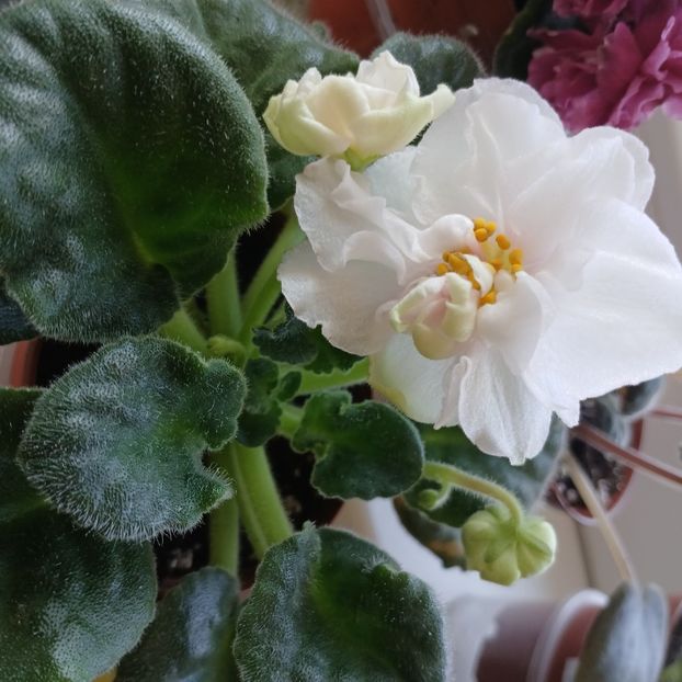  - Ek-Pearl Marshmallow