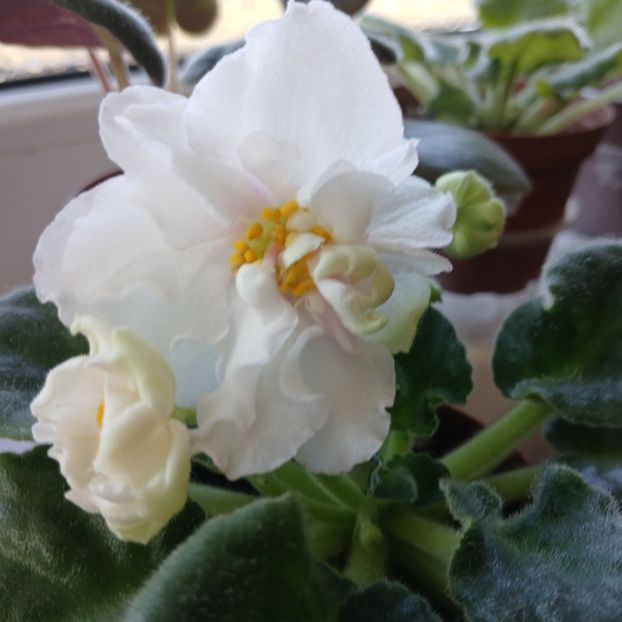  - Ek-Pearl Marshmallow