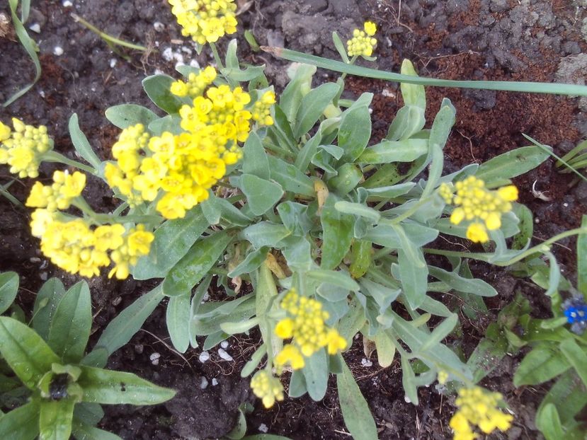 Aurinia saxatilis - 2025