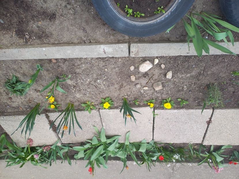  - Florile mele