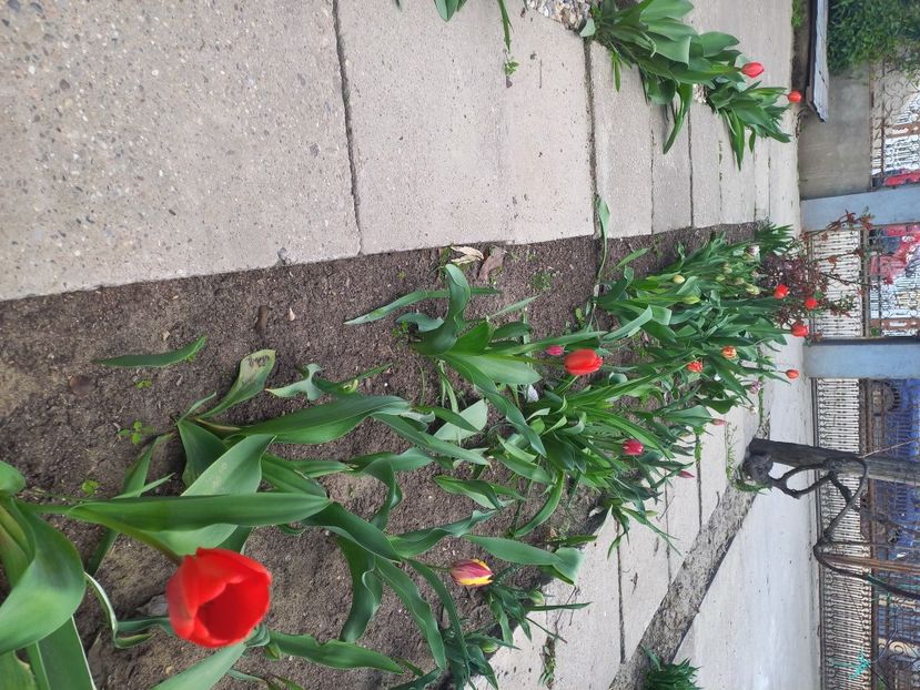  - Florile mele