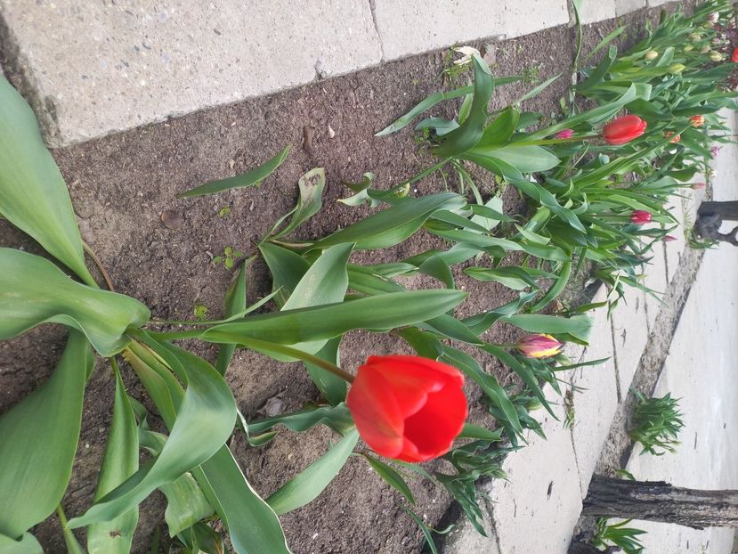  - Florile mele