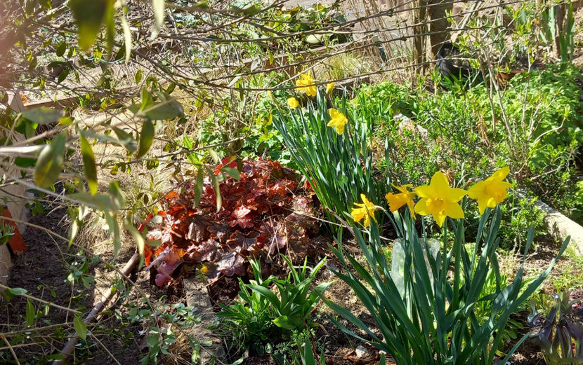  - 2025 - 01 - Primavara