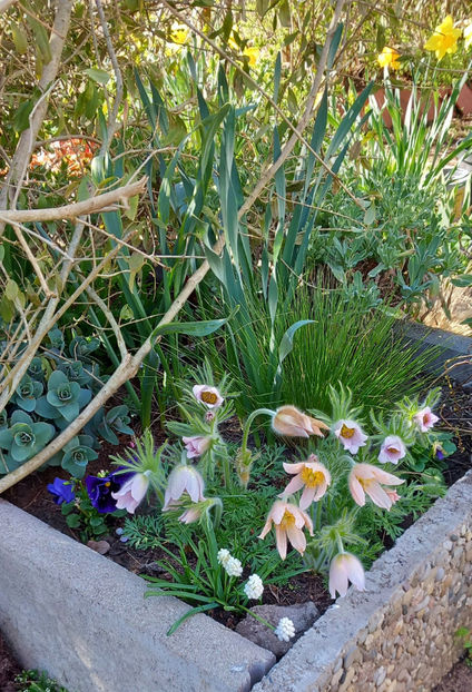  - 2025 - 01 - Primavara