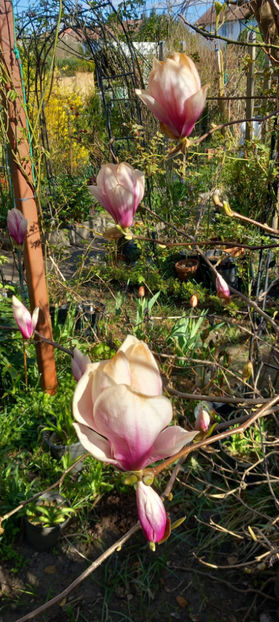 Afectate. - 2025 - 01 - Primavara