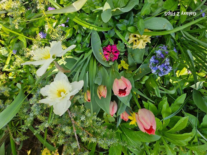  - Narcise 2018 24 25