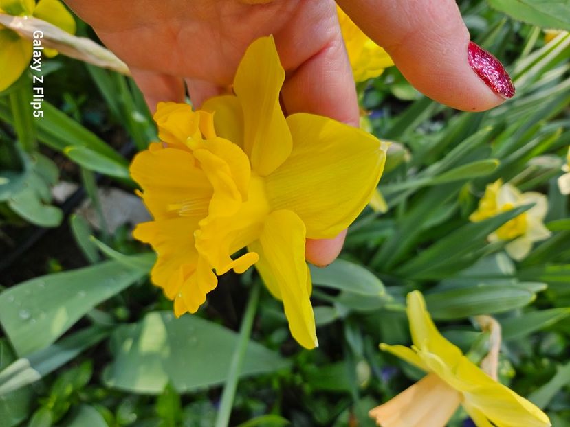  - Narcise 2018 24 25