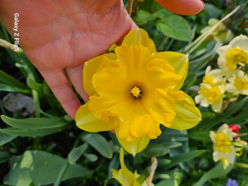  - Narcise 2018 24 25