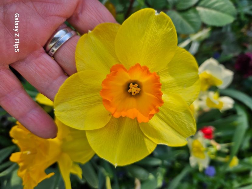  - Narcise 2018 24 25