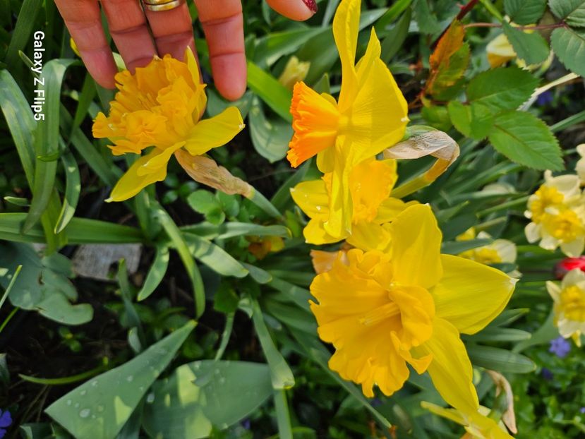  - Narcise 2018 24 25