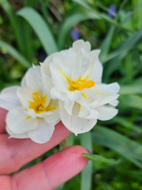  - Narcise 2018 24 25