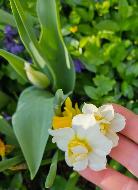  - Narcise 2018 24 25