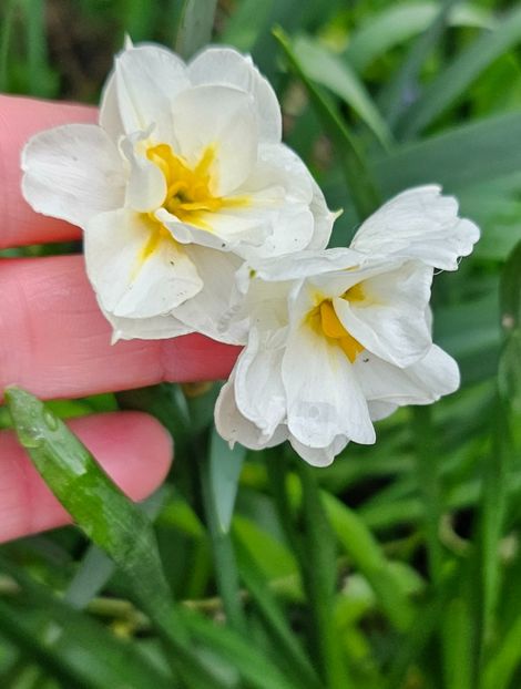  - Narcise 2018 24 25