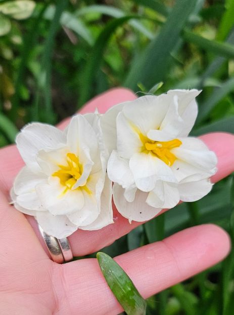  - Narcise 2018 24 25