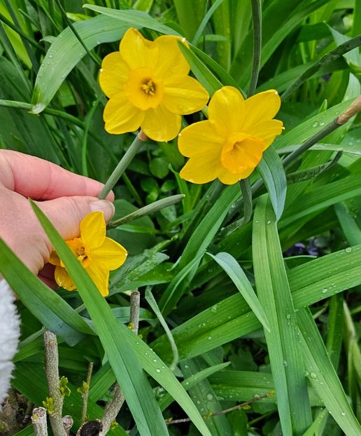  - Narcise 2018 24 25