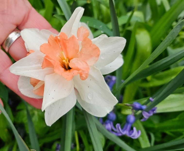  - Narcise 2018 24 25