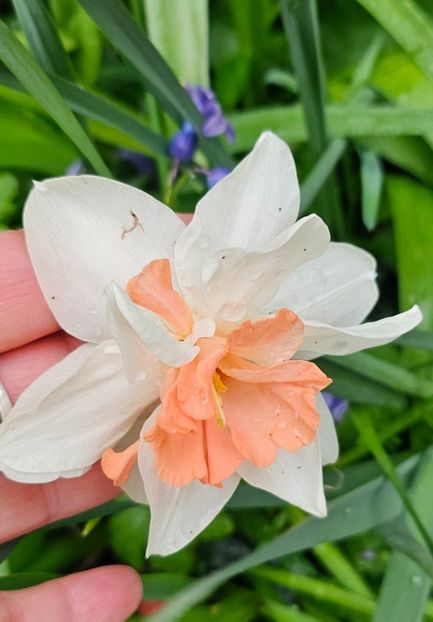  - Narcise 2018 24 25