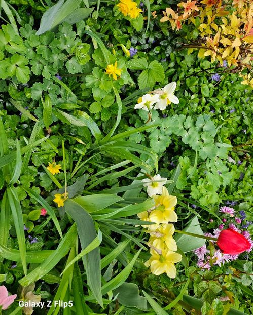  - Narcise 2018 24 25