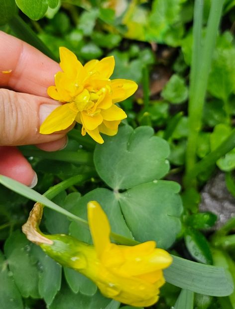  - Narcise 2018 24 25