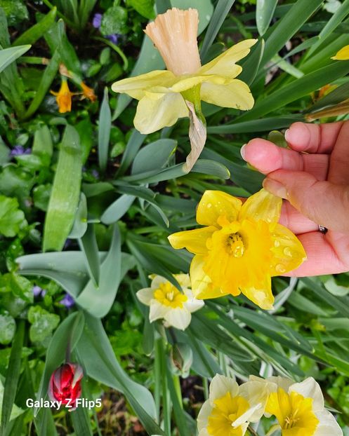  - Narcise 2018 24 25