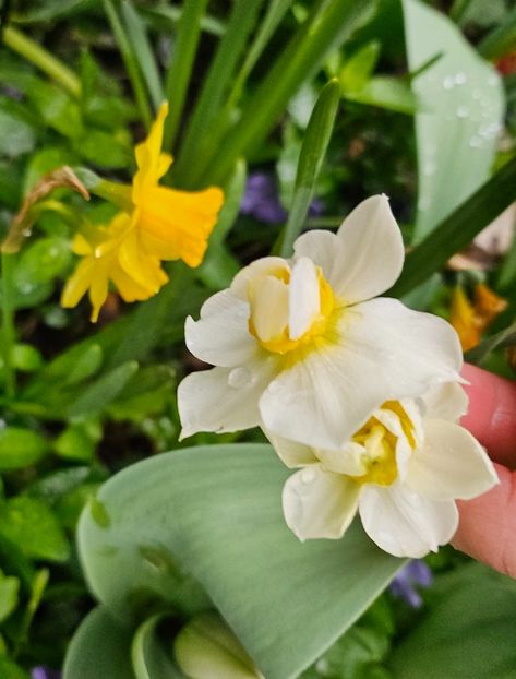  - Narcise 2018 24 25