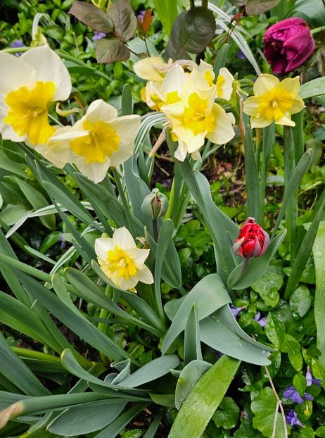  - Narcise 2018 24 25